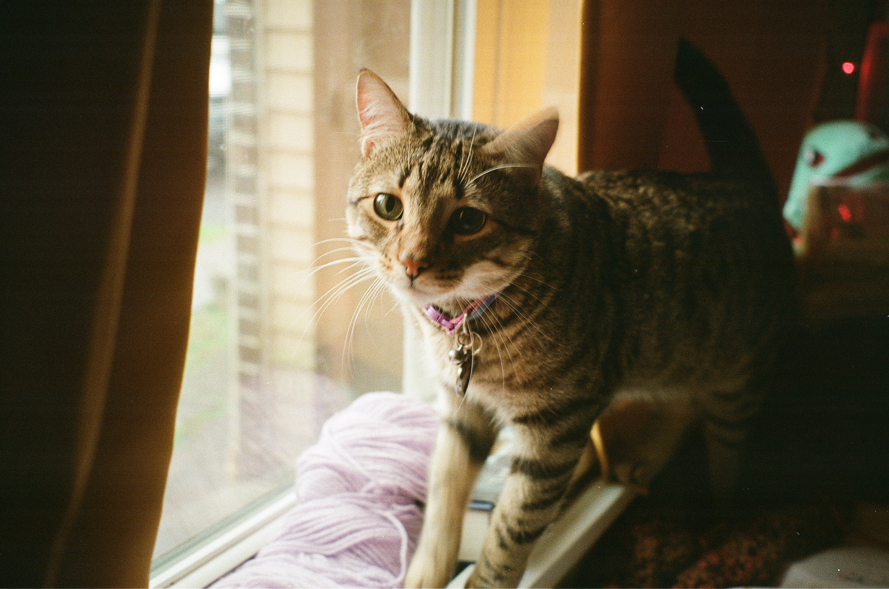 Larry by the window